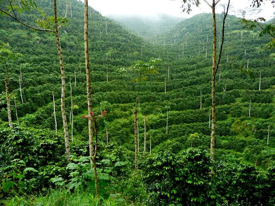 Rural development infrastructure — IEG Cameroon